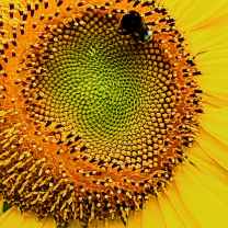 Nia🌺of 🌸The 🌻Flowers🌹