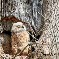 UnbotheredOwl