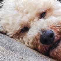 Jonathan The Wanderer