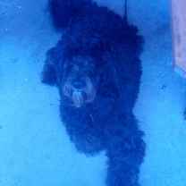 Acer Longfellow McPhee