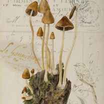 Psychedelics are Medicine 