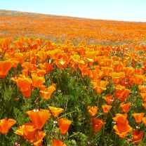 Donna_Stevens_Writes