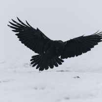 Luca Crow