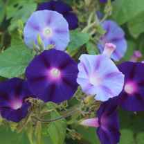 Morning Glory