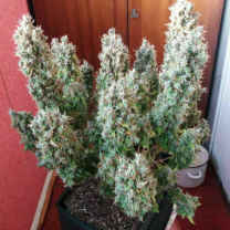 gorilla glue strain