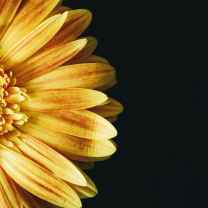 Kulsoom Atiq
