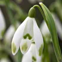 snowdrop