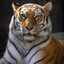 faisal522840