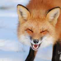 laughingfox