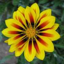 bello ilerioluwakiiye