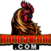 Nuôi Gà Choi