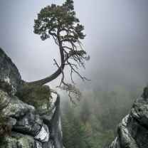 Mountain Tree