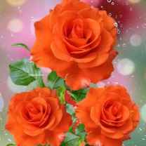 Awoniyi Adeshola Favour