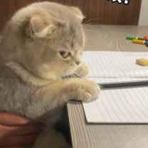 Muhammad Bilal Mansha