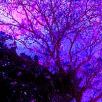 Starline