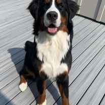 Ziya the Berner