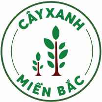 Cây Xanh Miền Bắc