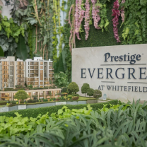 Prestige Evergreen