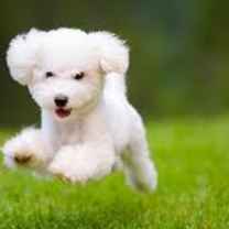 prasanna entrepreneurship