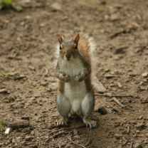 Handyman Puzzlemaster