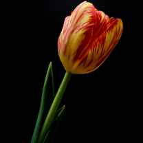 Sharif Muideen 