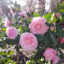 Maria Cristina Escobar