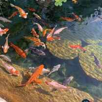 Drops in the fountain