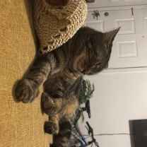 Cataleya