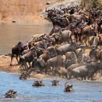 Tanznaia Safaris Tours