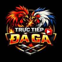Trực Tiếp Đá Gà
