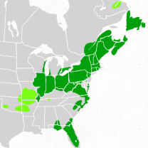 Tatiana Whitelowery News Agency