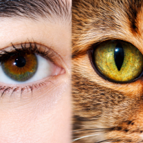 The Princess of darkness 