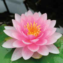 The Water Lily