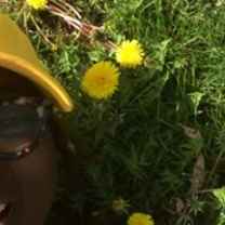 Cheyenne CHII Johnson