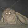 Moth