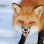 laughingfox