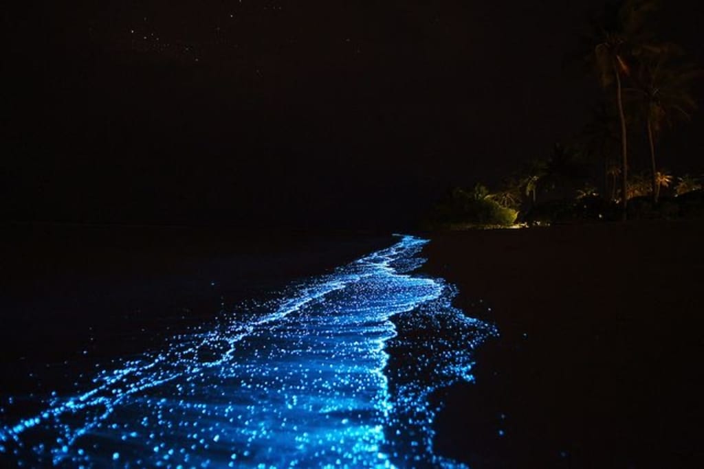 Bioluminescent Plankton: What Makes It Glow? 