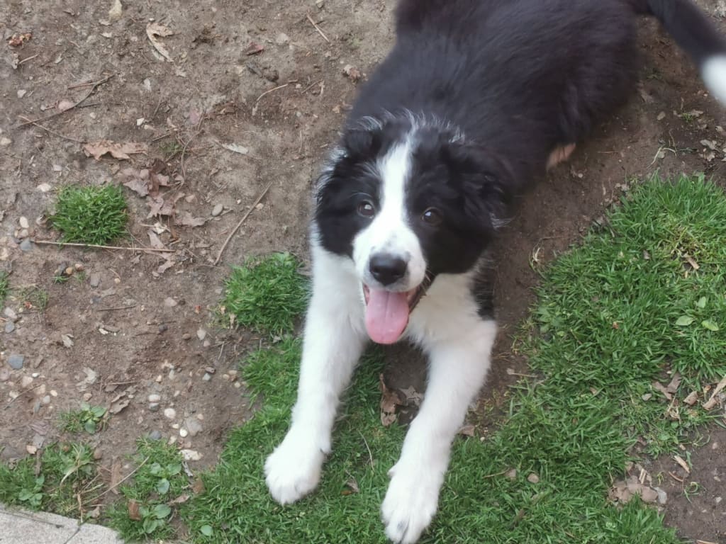 Are Border Collies Autistic? Understanding Canine Behavior