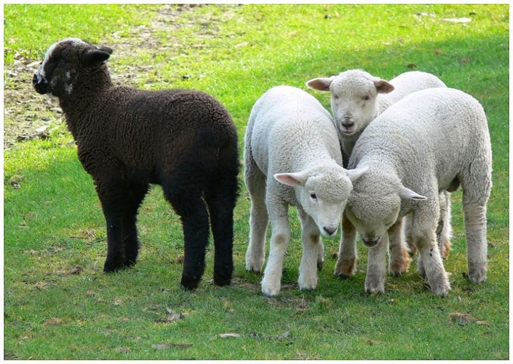 Black Sheep of the Family - I've figured out why! | Families