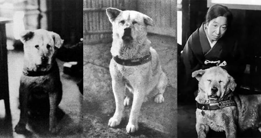 Uncovering the Fascinating Story of the Real Hachiko