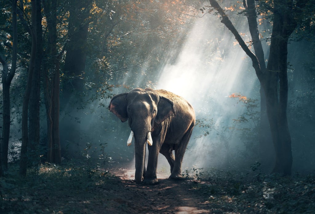 An elephant standing in the middle of a stream. Gorilla jungle mist. -  PICRYL - Public Domain Media Search Engine Public Domain Search