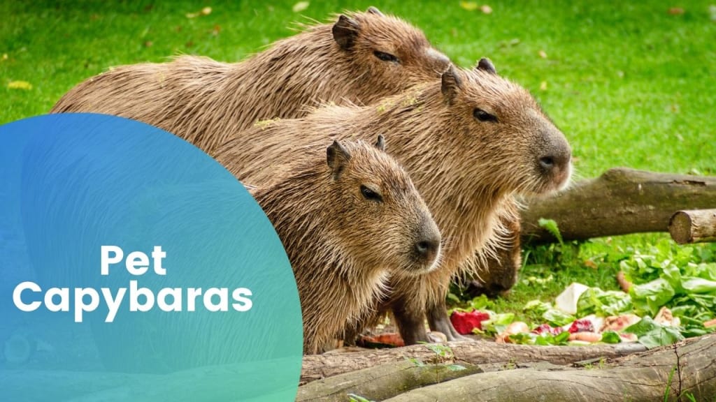 Capybaras Pet: All You Need To Know