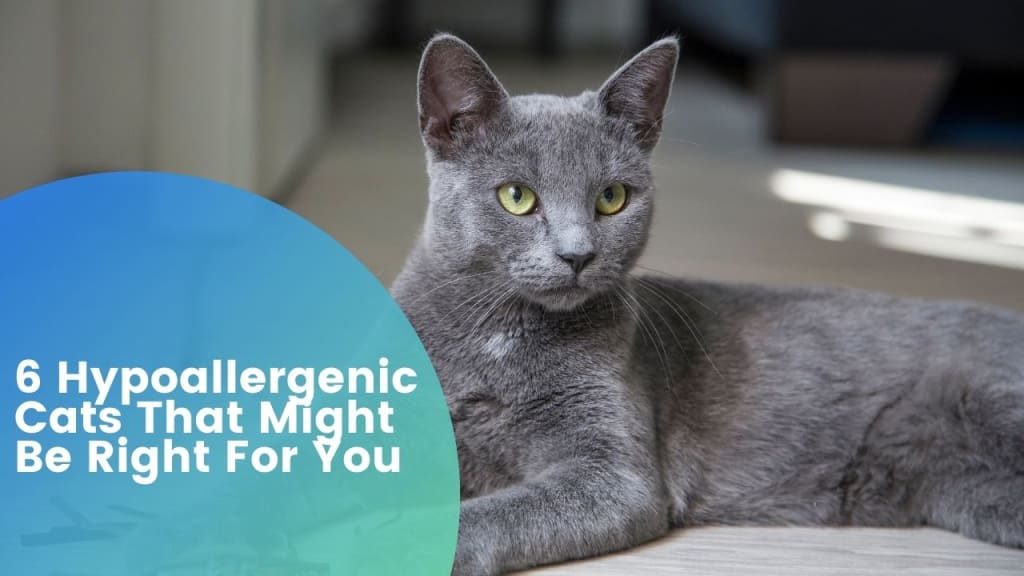 6 Hypoallergenic Cats That Might Be Right For You Petlife