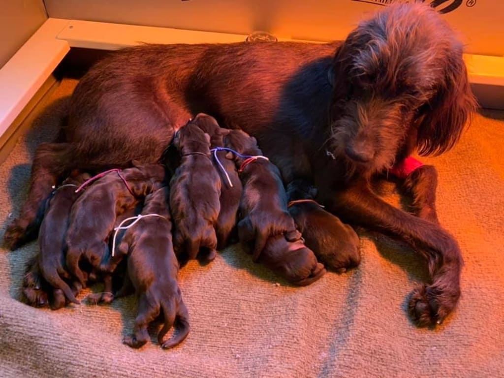 Poodle discount pointer puppies