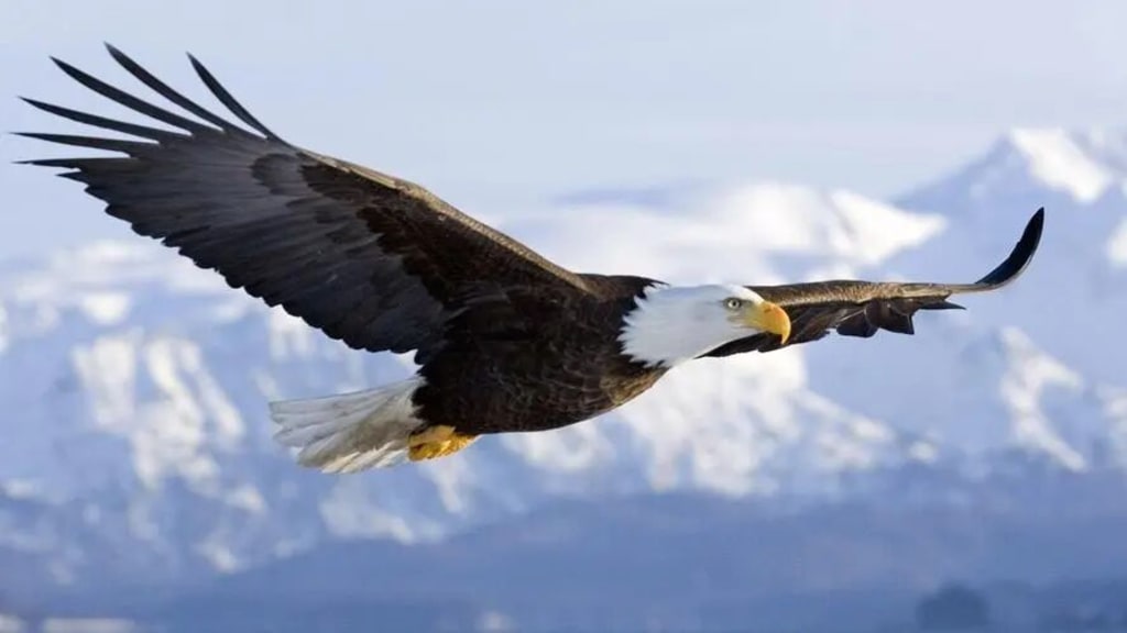 A blackbird hopped on the back of a bald eagle, but it turns out