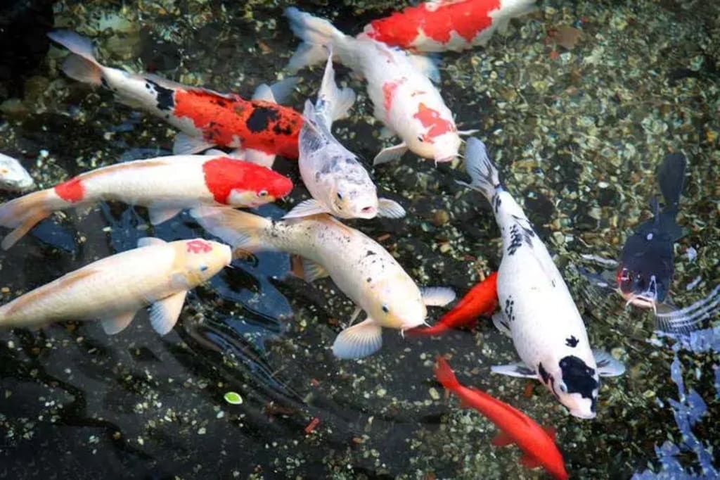 How to raise bait and feed koi fish