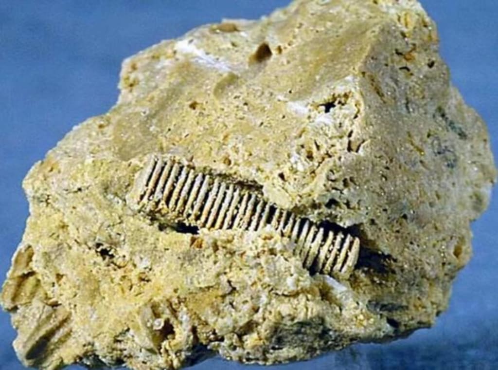 A 300-million-year-old "screw" | Earth