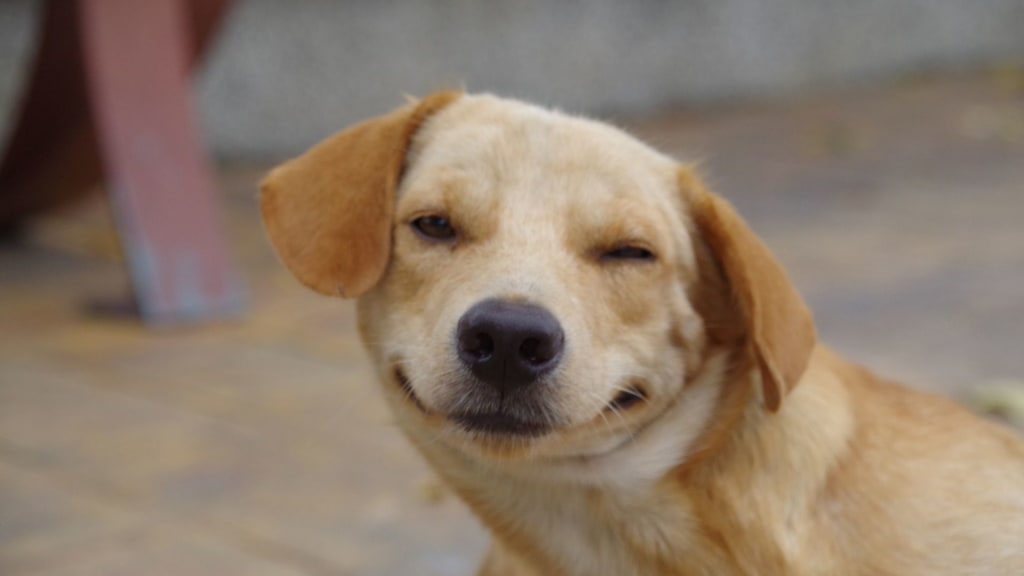 How to train a dog to smile? | Petlife