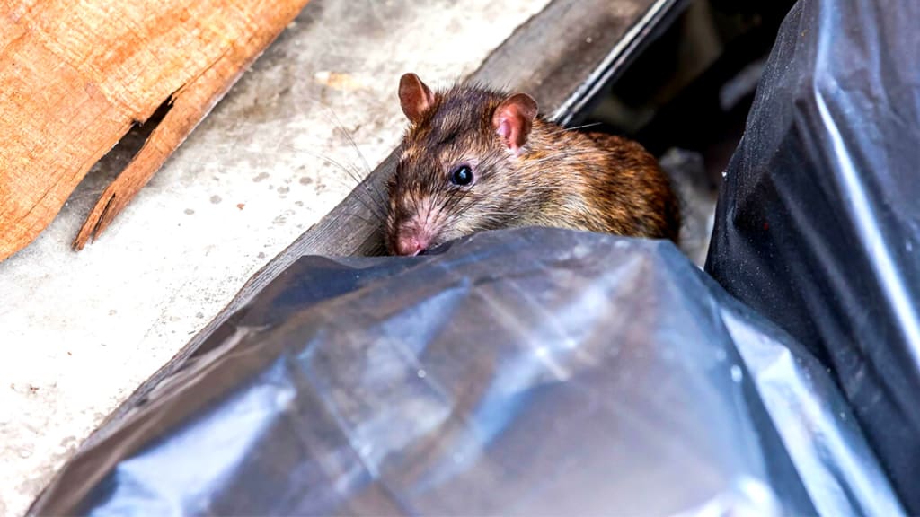 How to Get Rid of Rats from Your Garage?