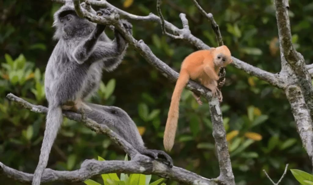 A 'mystery monkey' in Borneo may be a rare, worrisome hybrid